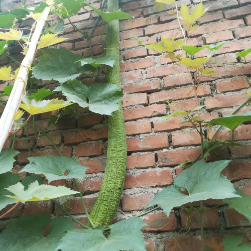 Giant No.1 Extra-long Luffa Seeds - F1 Variety, Fast-Growing, High Adaptability & Yield