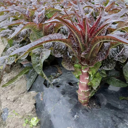 Dawn Red Lettuce Seeds - Aromatic Winter Variety, High-Yield & Disease Resistant