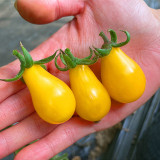 Yellow Pear Cherry Tomato Seeds - High Yield, Disease Resistant, Indeterminate, Sweet Fruits for Garden Planting