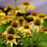 Echinacea purpurea 'Mellow Yellows' – Premium Yellow Coneflower Seeds, Hardy Perennial, Pollinator-Friendly Garden Flower