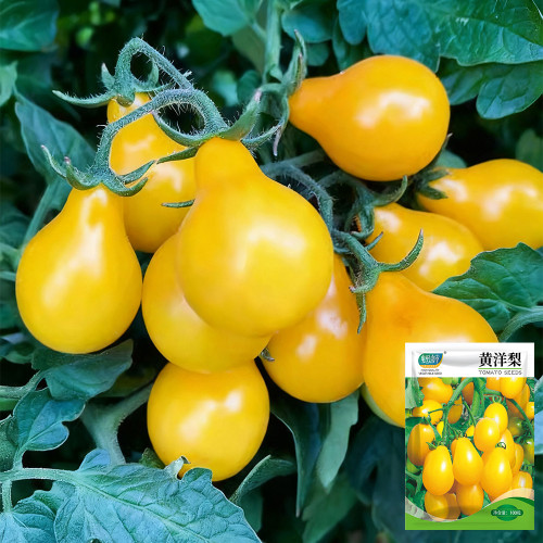 Yellow Pear Tomato Seeds - Indeterminate, Golden Yellow Fruit, Sweet Flavor, High Yield, Disease Resistant