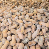 Pillow Pumpkin Seeds - Distinctive Pillow Shape, Sweet & Fragrant Flesh