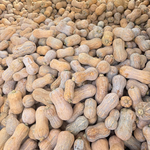 Pillow Pumpkin Seeds - Distinctive Pillow Shape, Sweet & Fragrant Flesh