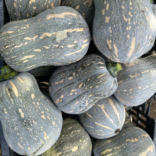 Peanut Pumpkin Seeds - Unique Shaped, Sweet & Powdery Flesh, Ideal for Home Garden