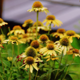Echinacea purpurea 'Mellow Yellows' – Premium Yellow Coneflower Seeds, Hardy Perennial, Pollinator-Friendly Garden Flower