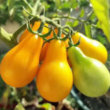 Yellow Pear Cherry Tomato Seeds - High Yield, Disease Resistant, Indeterminate, Sweet Fruits for Garden Planting
