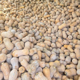 Pillow Pumpkin Seeds - Distinctive Pillow Shape, Sweet & Fragrant Flesh