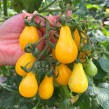 Yellow Pear Cherry Tomato Seeds - High Yield, Disease Resistant, Indeterminate, Sweet Fruits for Garden Planting