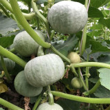 Silver Chestnut Pumpkin Seeds - Gourmet Quality, Disease Resistant, High Yield, Easy to Grow, Reliable Variety