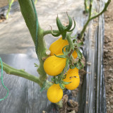 Yellow Pear Cherry Tomato Seeds - High Yield, Disease Resistant, Indeterminate, Sweet Fruits for Garden Planting