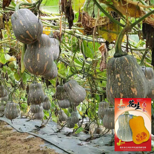 Peanut Pumpkin Seeds - Unique Shaped, Sweet & Powdery Flesh, Ideal for Home Garden