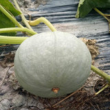 Silver Chestnut Pumpkin Seeds - Gourmet Quality, Disease Resistant, High Yield, Easy to Grow, Reliable Variety