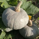 Silver Chestnut Pumpkin Seeds - Gourmet Quality, Disease Resistant, High Yield, Easy to Grow, Reliable Variety