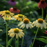 Echinacea purpurea 'Mellow Yellows' – Premium Yellow Coneflower Seeds, Hardy Perennial, Pollinator-Friendly Garden Flower