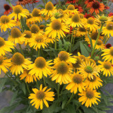 Echinacea purpurea 'Mellow Yellows' – Premium Yellow Coneflower Seeds, Hardy Perennial, Pollinator-Friendly Garden Flower