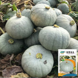 Silver Chestnut Pumpkin Seeds - Gourmet Quality, Disease Resistant, High Yield, Easy to Grow, Reliable Variety