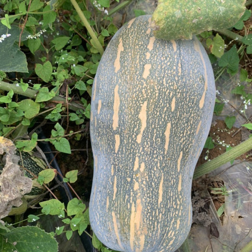 Baby Pumpkin Seeds - Small gourd shape, continuous harvest, ideal for home gardens