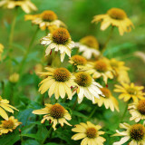 Echinacea purpurea 'Mellow Yellows' – Premium Yellow Coneflower Seeds, Hardy Perennial, Pollinator-Friendly Garden Flower