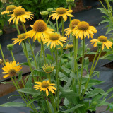 Echinacea purpurea 'Mellow Yellows' – Premium Yellow Coneflower Seeds, Hardy Perennial, Pollinator-Friendly Garden Flower