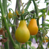 Yellow Pear Cherry Tomato Seeds - High Yield, Disease Resistant, Indeterminate, Sweet Fruits for Garden Planting