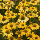 Echinacea purpurea 'Mellow Yellows' – Premium Yellow Coneflower Seeds, Hardy Perennial, Pollinator-Friendly Garden Flower