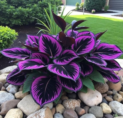 Hosta Seeds cold-hardy perennial plants, suitable for gardens, patios and potted decorations (purple-black,300)
