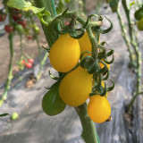 Yellow Pear Cherry Tomato Seeds - High Yield, Disease Resistant, Indeterminate, Sweet Fruits for Garden Planting