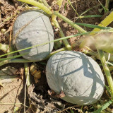 Silver Chestnut Pumpkin Seeds - Gourmet Quality, Disease Resistant, High Yield, Easy to Grow, Reliable Variety