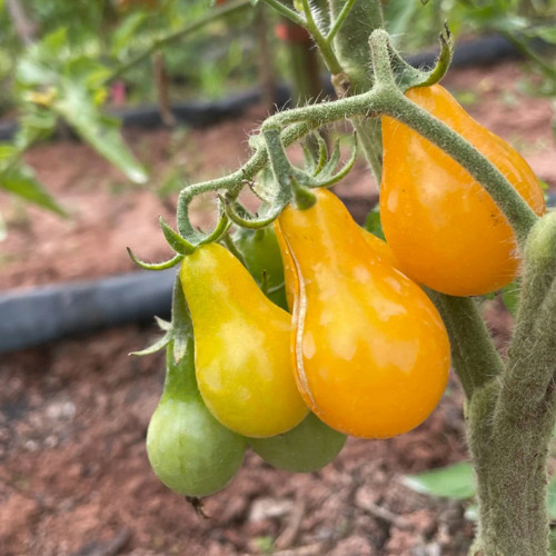 Yellow Pear Tomato Seeds - Indeterminate, Golden Yellow Fruit, Sweet Flavor, High Yield, Disease Resistant