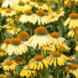 Echinacea purpurea 'Mellow Yellows' – Premium Yellow Coneflower Seeds, Hardy Perennial, Pollinator-Friendly Garden Flower