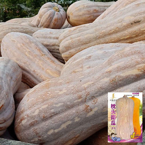 Pillow Pumpkin Seeds - Distinctive Pillow Shape, Sweet & Fragrant Flesh
