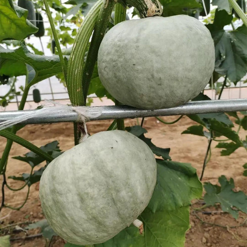 Silver Chestnut Pumpkin Seeds - Gourmet Quality, Disease Resistant, High Yield, Easy to Grow, Reliable Variety