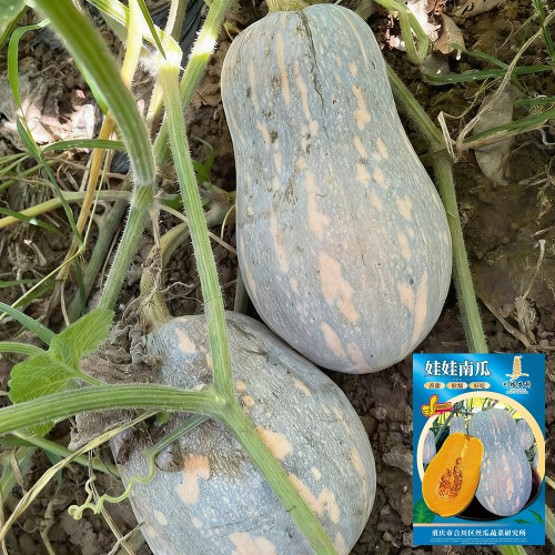 Baby Pumpkin Seeds - Small gourd shape, continuous harvest, ideal for home gardens