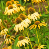 Echinacea purpurea 'Mellow Yellows' – Premium Yellow Coneflower Seeds, Hardy Perennial, Pollinator-Friendly Garden Flower