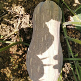 Pillow Pumpkin Seeds - Distinctive Pillow Shape, Sweet & Fragrant Flesh