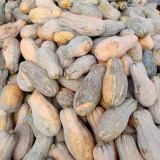 Large-Fruited Miben Pumpkin Seeds | High-Yield, Disease Resistant, Sweet & Nutty Flavor