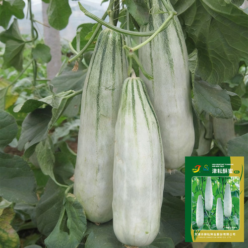 Jinyun Crisp-Sweet Melon Seeds - Horn-Shaped Fruit, Tender Juicy Flesh, Broad Adaptability, Disease Resistant