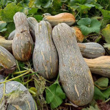 Large-Fruited Miben Pumpkin Seeds | High-Yield, Disease Resistant, Sweet & Nutty Flavor