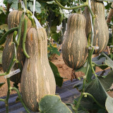 Large-Fruited Miben Pumpkin Seeds | High-Yield, Disease Resistant, Sweet & Nutty Flavor