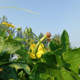 Green Superior Luffa Seeds - High Yield, Easy to Grow, Sweet and Tender Fruit