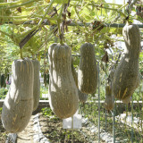 Large-Fruited Miben Pumpkin Seeds | High-Yield, Disease Resistant, Sweet & Nutty Flavor