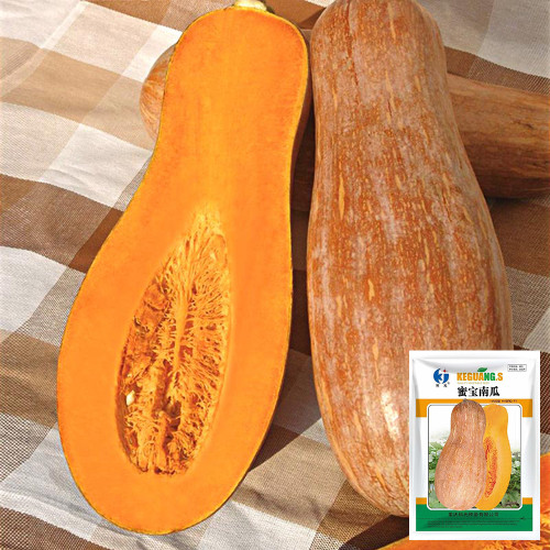 Mibao Pumpkin Seeds - High-Yielding, Vigorous Grower, Excellent for Transport and Storage