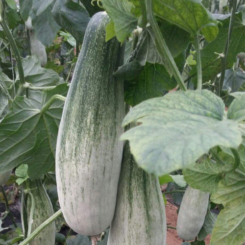 Jinyun Crisp-Sweet Melon Seeds - Horn-Shaped Fruit, Tender Juicy Flesh, Broad Adaptability, Disease Resistant