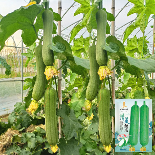 Qingmei Luffa Seeds - High-Yield F1 Hybrid, Short Cylindrical Fruit, Commercial Quality