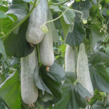 Jinyun Crisp-Sweet Melon Seeds - Horn-Shaped Fruit, Tender Juicy Flesh, Broad Adaptability, Disease Resistant