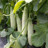 Jinyun Crisp-Sweet Melon Seeds - Horn-Shaped Fruit, Tender Juicy Flesh, Broad Adaptability, Disease Resistant