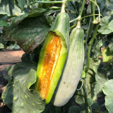 Jinyun Crisp-Sweet Melon Seeds - Horn-Shaped Fruit, Tender Juicy Flesh, Broad Adaptability, Disease Resistant