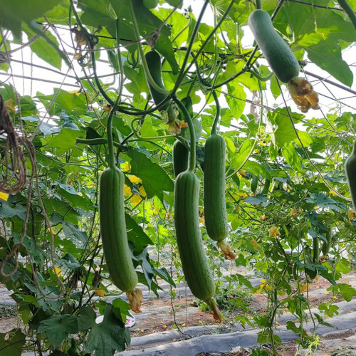 Green Superior Luffa Seeds - High Yield, Easy to Grow, Sweet and Tender Fruit