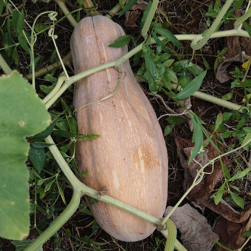 Mibao Pumpkin Seeds - High-Yielding, Vigorous Grower, Excellent for Transport and Storage