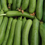 Green Superior Luffa Seeds - High Yield, Easy to Grow, Sweet and Tender Fruit